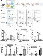 Granzyme B Antibody in Flow Cytometry (Flow)