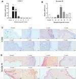 COX2 Antibody in Immunohistochemistry (PFA fixed) (IHC (PFA))