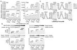 Intestinal Alkaline Phosphatase Antibody in Flow Cytometry (Flow)