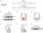 HIF1A Antibody in ChIP Assay (ChIP)