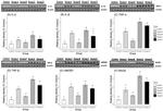 TNF beta Antibody in Western Blot (WB)