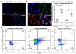 Complement C3b Antibody in Flow Cytometry (Flow)