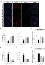 IBA1 Antibody in Western Blot (WB)