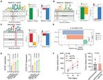 TEF1 Antibody in ChIP Assay (ChIP)
