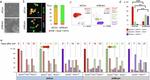 CD326 (EpCAM) Antibody in Flow Cytometry (Flow)