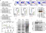 CD326 (EpCAM) Antibody in Flow Cytometry (Flow)