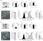 HLA-ABC Antibody in Flow Cytometry (Flow)
