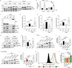 HLA-ABC Antibody in Flow Cytometry (Flow)