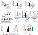 HLA-ABC Antibody in Flow Cytometry (Flow)