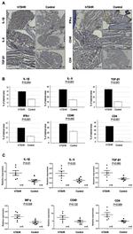 IFN gamma Antibody in Immunohistochemistry (Paraffin) (IHC (P))
