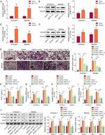 HOXA5 Antibody in Western Blot (WB)