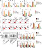 WNK1 Antibody in Western Blot (WB)