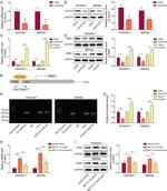 WNK1 Antibody in Western Blot (WB)
