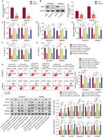 WNK1 Antibody in Western Blot (WB)