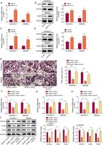 WNK1 Antibody in Western Blot (WB)