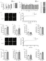Alix Antibody in Western Blot (WB)