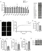 Synaptophysin Antibody in Western Blot (WB)
