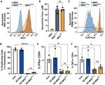 IDO Antibody in Flow Cytometry (Flow)