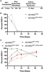 IDO Antibody in Flow Cytometry (Flow)