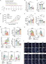 CD8a Antibody in Flow Cytometry (Flow)