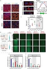 SLC22A8 Antibody in Immunocytochemistry (ICC/IF)