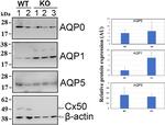 Aquaporin 5 Antibody in Western Blot (WB)
