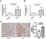 FAM98A Antibody in Immunohistochemistry (Paraffin) (IHC (P))