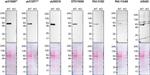SMOC1 Antibody in Western Blot (WB)