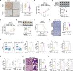 CD4 Antibody in Flow Cytometry (Flow)