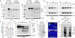 Phospho-Tau (Ser422) Antibody in Western Blot (WB)