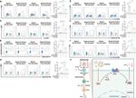 CD4 Antibody in Flow Cytometry (Flow)