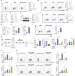 IL-10 Monoclonal Antibody (JES5-16E3), PE, eBioscience™