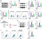 IL-10 Antibody in Flow Cytometry (Flow)