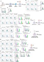 IL-4 Antibody in Flow Cytometry (Flow)