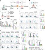 CD4 Antibody in Flow Cytometry (Flow)