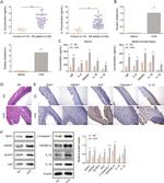 Caspase 1 Antibody in Immunocytochemistry (ICC/IF)