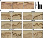 LXR alpha Antibody in Immunohistochemistry (IHC)