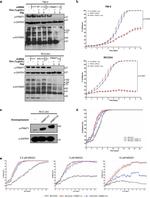 PRMT1 Antibody in Western Blot (WB)