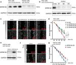 SPRR1B Antibody in Western Blot (WB)