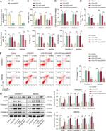 NLRP3 Antibody in Western Blot (WB)