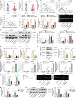 WNK1 Antibody in Western Blot (WB)