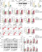 NLRP3 Antibody in Western Blot (WB)