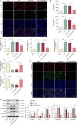 NLRP3 Antibody in Western Blot (WB)