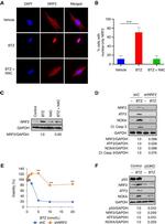 NOXA Antibody in Western Blot (WB)