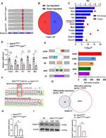 APC13 Antibody in Western Blot (WB)