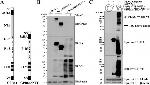 V5 Tag Antibody in Western Blot (WB)