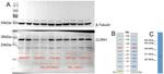 CLRN1 Antibody in Western Blot (WB)