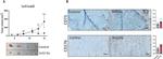 B7-H3 (CD276) Antibody in Immunohistochemistry (Paraffin) (IHC (P))