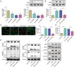 AIM2 Antibody in Western Blot (WB)