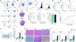 FOXP3 Antibody in Flow Cytometry (Flow)